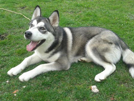 Psík môjho uja Ronnie :*